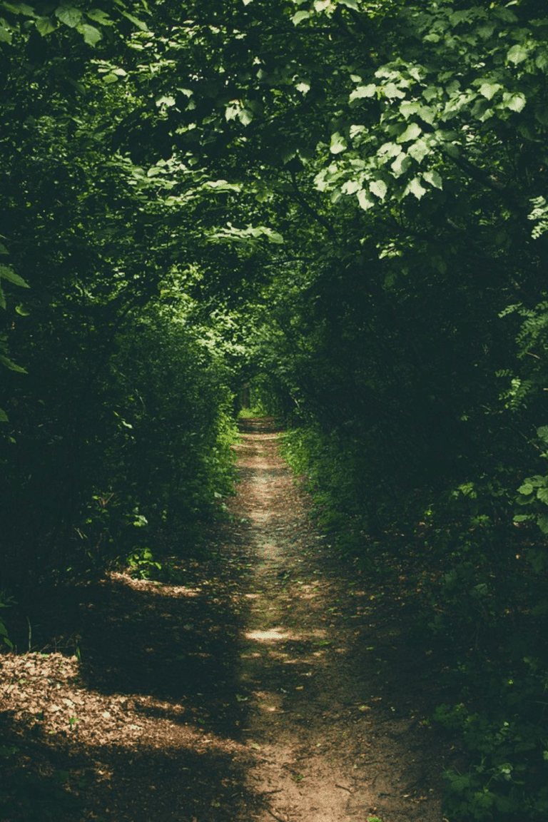 Ein Waldweg, der symbolisch für das Ankommen steht