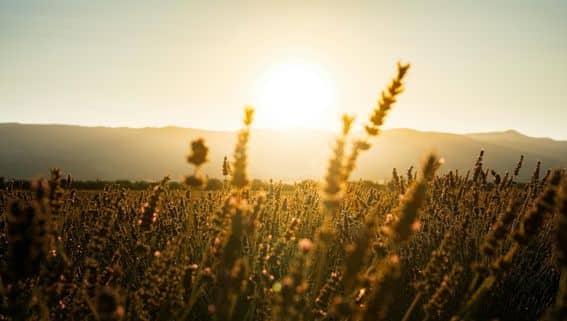 Ätherische Öle zur Entspannung - ein lavendelfeld